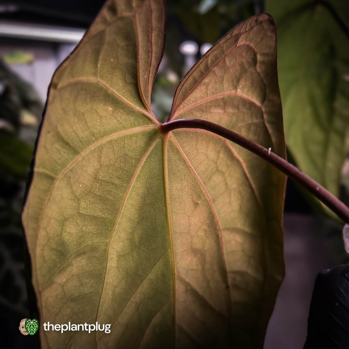 Anthurium 'Midnight Velvet' x 'RVDP' • XL plant