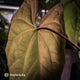 Anthurium 'Midnight Velvet' x 'RVDP' • XL plant