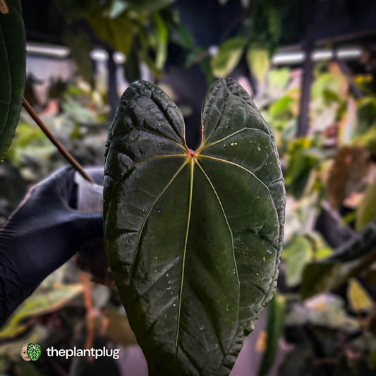 Anthurium 'Midnight Velvet' x 'RVDP' • XL plant
