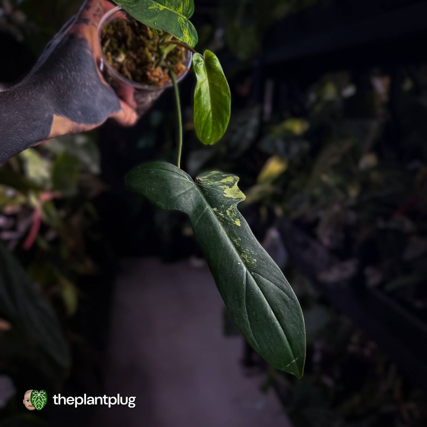 Philodendron 'Florida Beauty' x mayoi • variegated