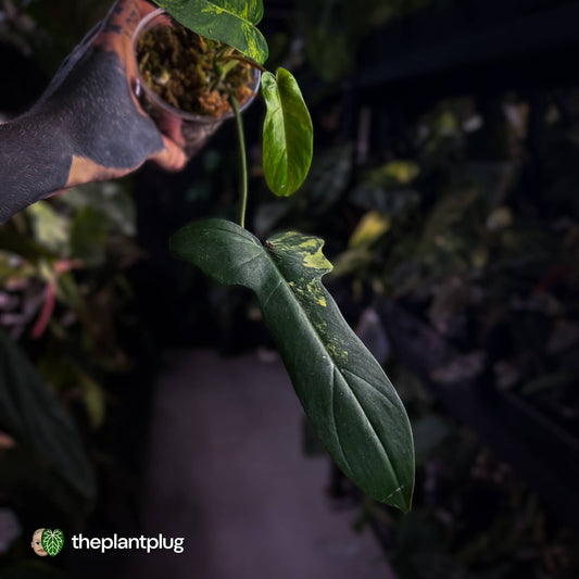 Philodendron 'Florida Beauty' x mayoi • variegated