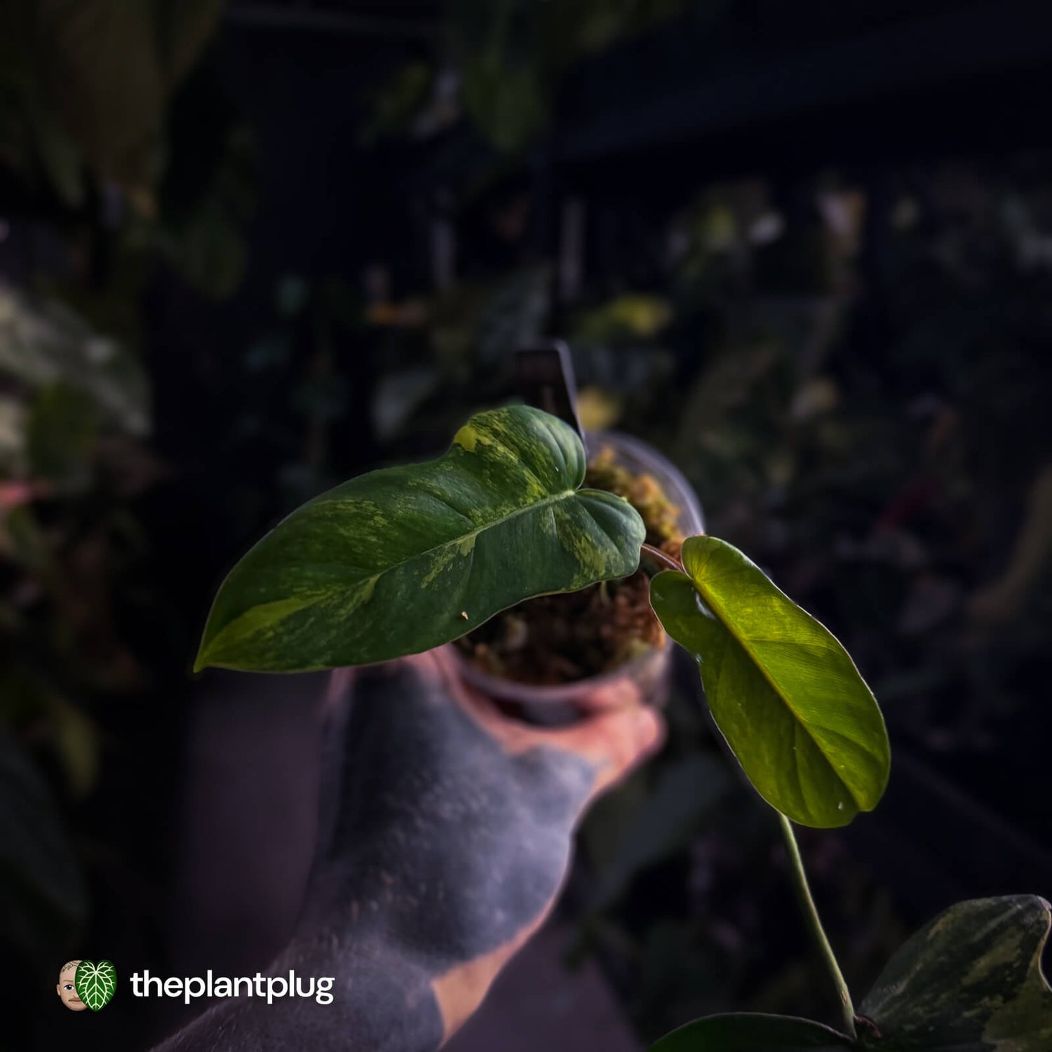 Philodendron 'Florida Beauty' x mayoi • variegated