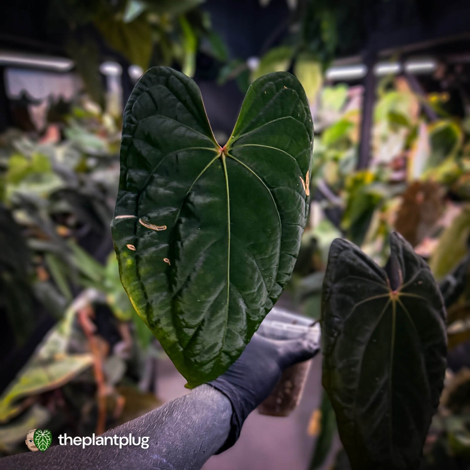 Anthurium 'Midnight Velvet' x 'RVDP' • XL plant
