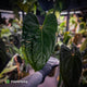 Anthurium 'Midnight Velvet' x 'RVDP' • XL plant