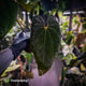 Anthurium 'Midnight Velvet' x 'RVDP' • XL plant