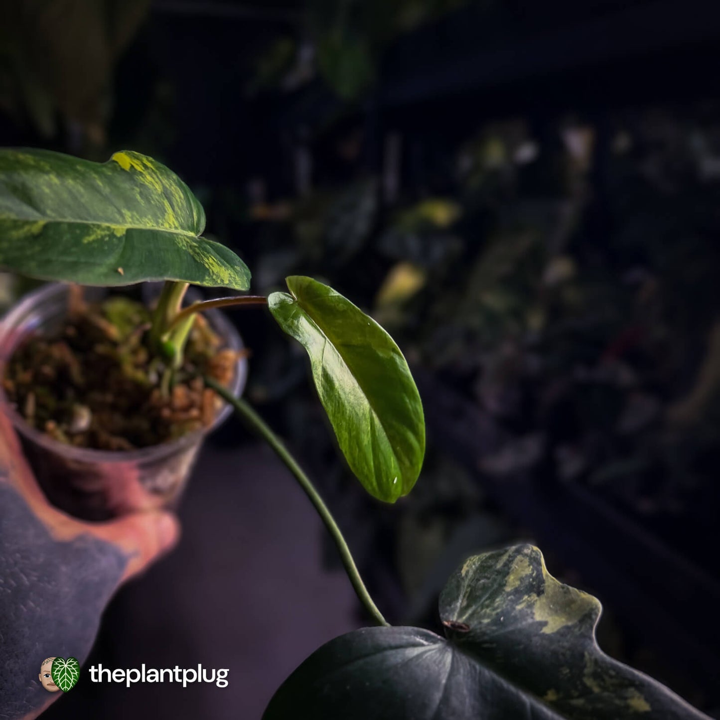 Philodendron 'Florida Beauty' x mayoi • variegated