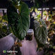 Anthurium 'Midnight Velvet' x 'RVDP' • XL plant