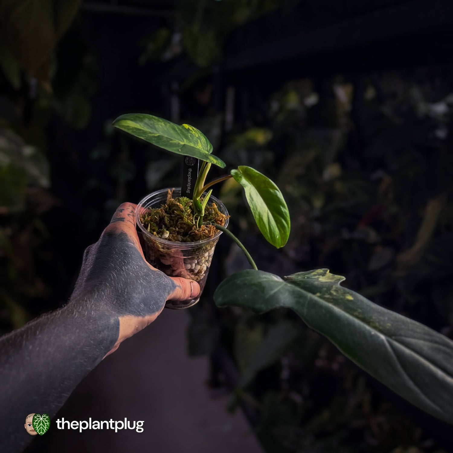 Philodendron 'Florida Beauty' x mayoi • variegated