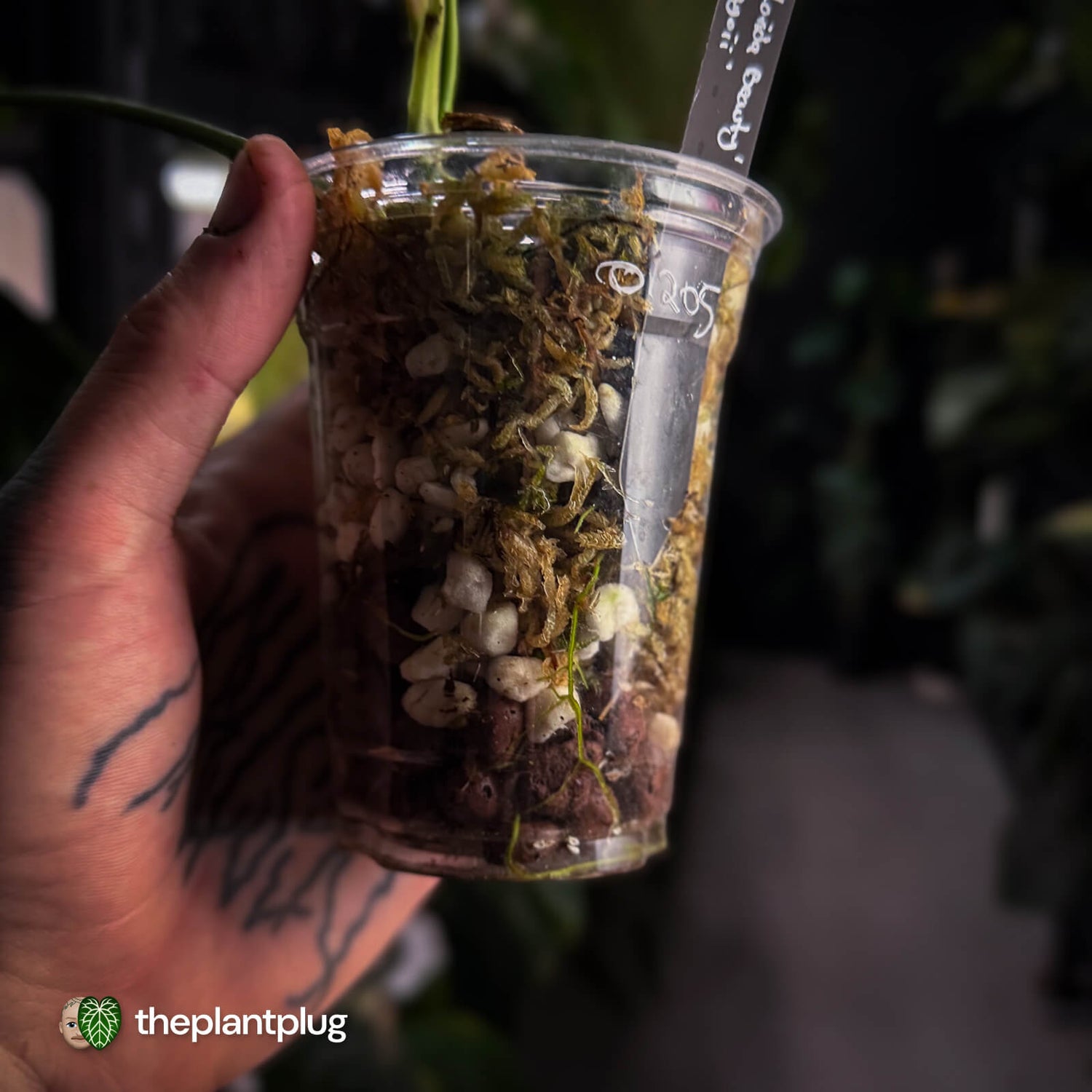 Philodendron 'Florida Beauty' x mayoi • variegated