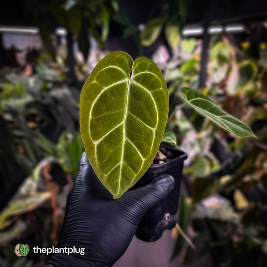 Anthurium [('Zara' x 'Michelle') x carlablackiae'] x ['Black Widow' ('13' x 43')]