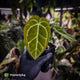 Anthurium [('Zara' x 'Michelle') x carlablackiae'] x ['Black Widow' ('13' x 43')]