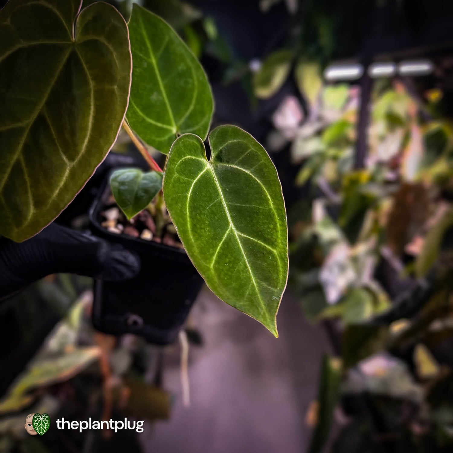 Anthurium [('Zara' x 'Michelle') x carlablackiae'] x ['Black Widow' ('13' x 43')]
