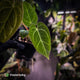 Anthurium [('Zara' x 'Michelle') x carlablackiae'] x ['Black Widow' ('13' x 43')]