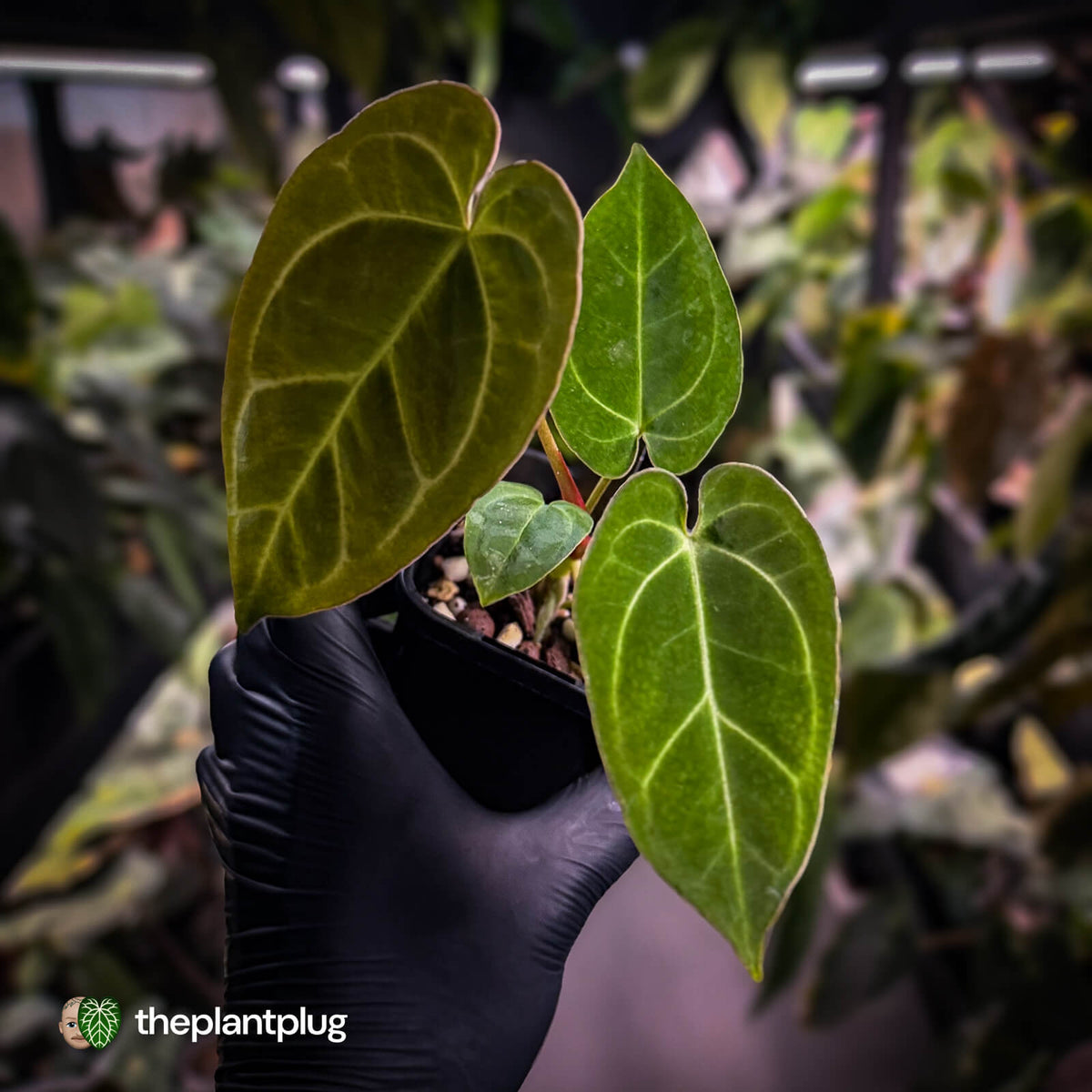 Anthurium [('Zara' x 'Michelle') x carlablackiae'] x ['Black Widow' ('13' x 43')]