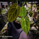 Anthurium [('Zara' x 'Michelle') x carlablackiae'] x ['Black Widow' ('13' x 43')]