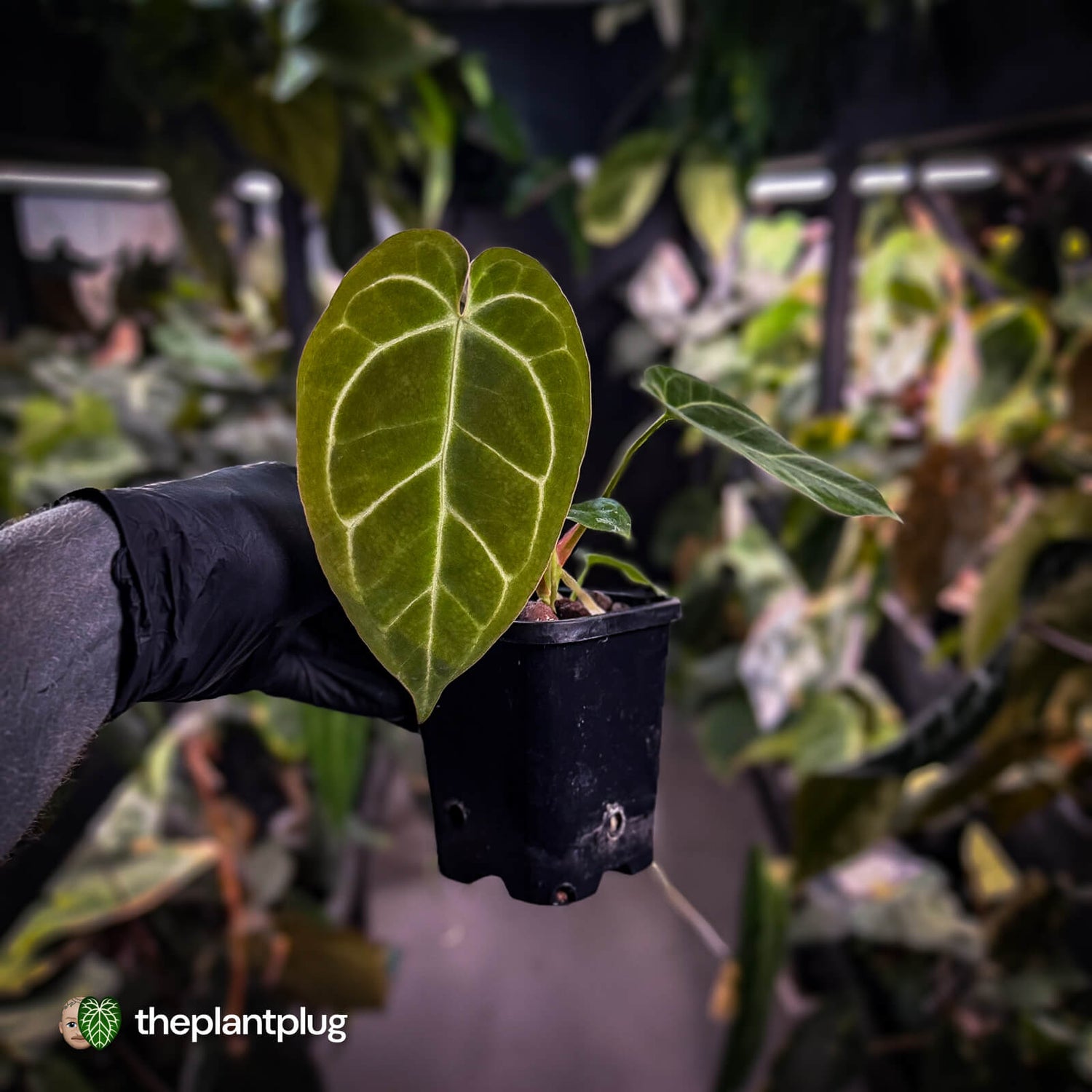 Anthurium [('Zara' x 'Michelle') x carlablackiae'] x ['Black Widow' ('13' x 43')]