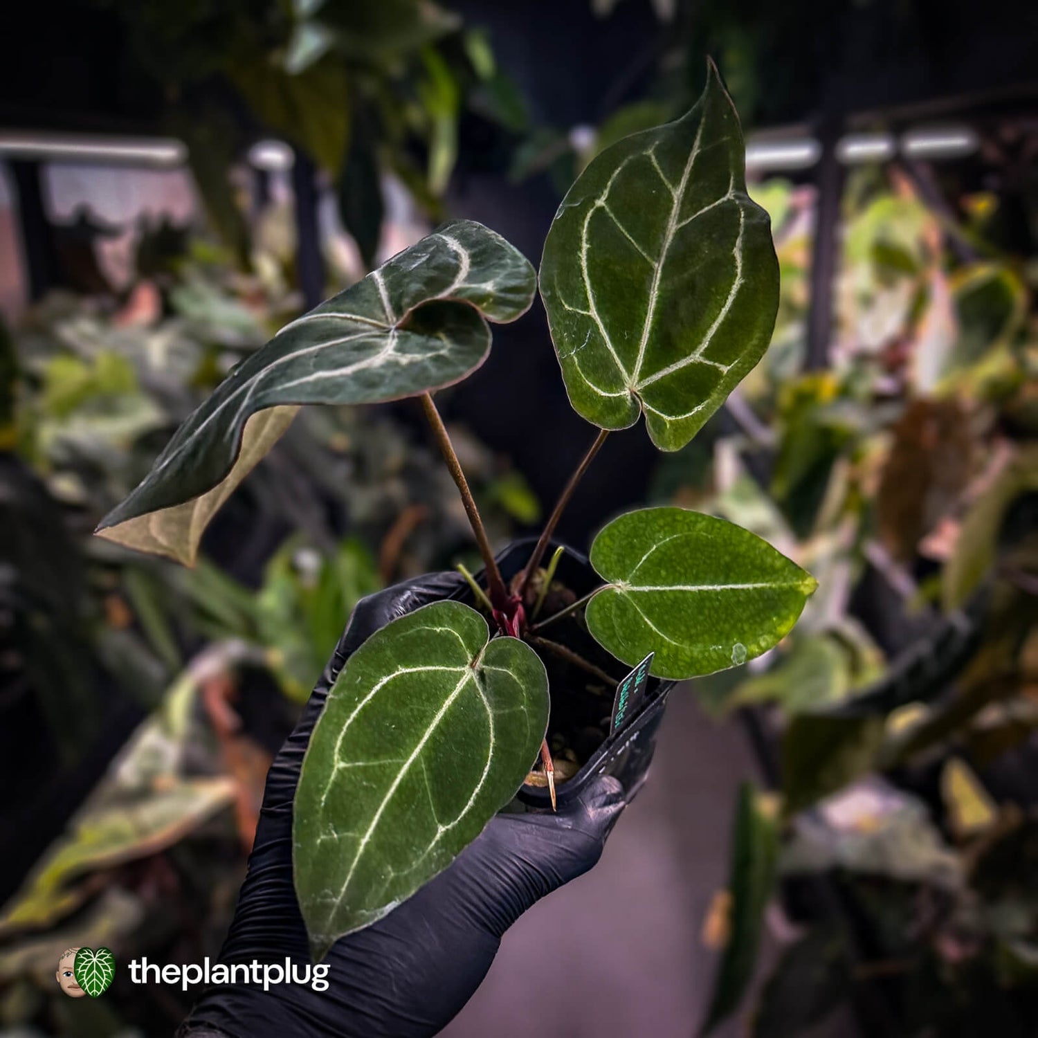 Anthurium 'Michelle' x 'Black Widow'