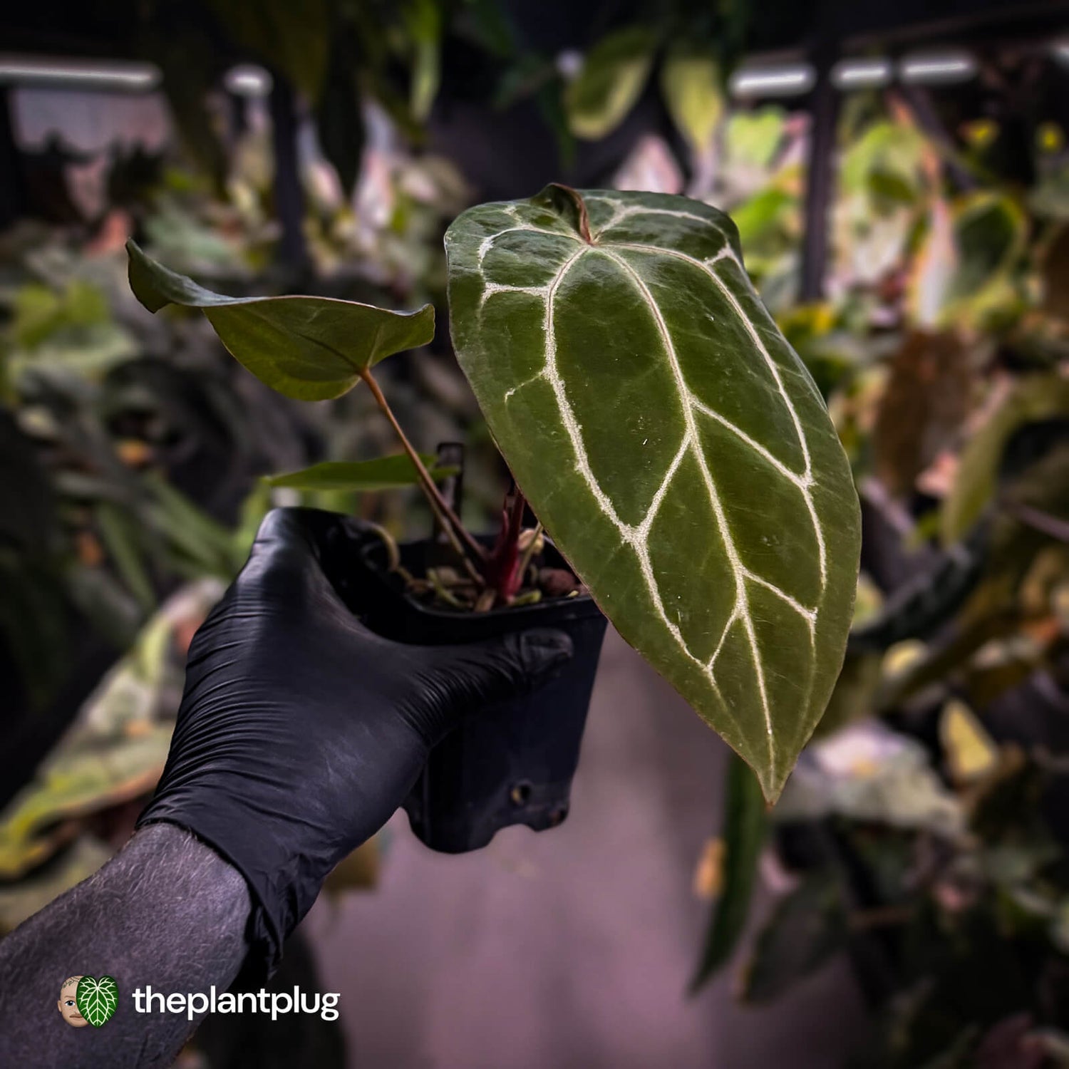 Anthurium 'Michelle' x 'Black Widow'