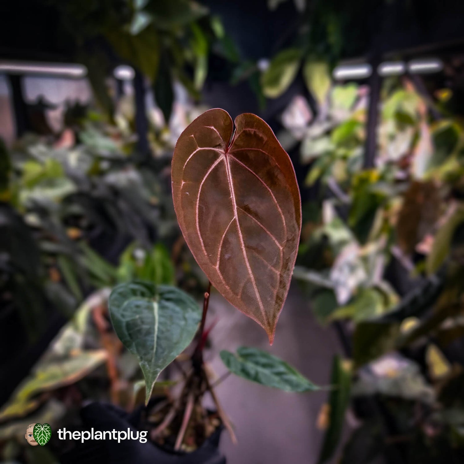 Anthurium 'BVIT' x ('Black Widow' x 'Michelle') • select holdback