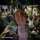 Anthurium 'BVIT' x ('Black Widow' x 'Michelle') • select holdback