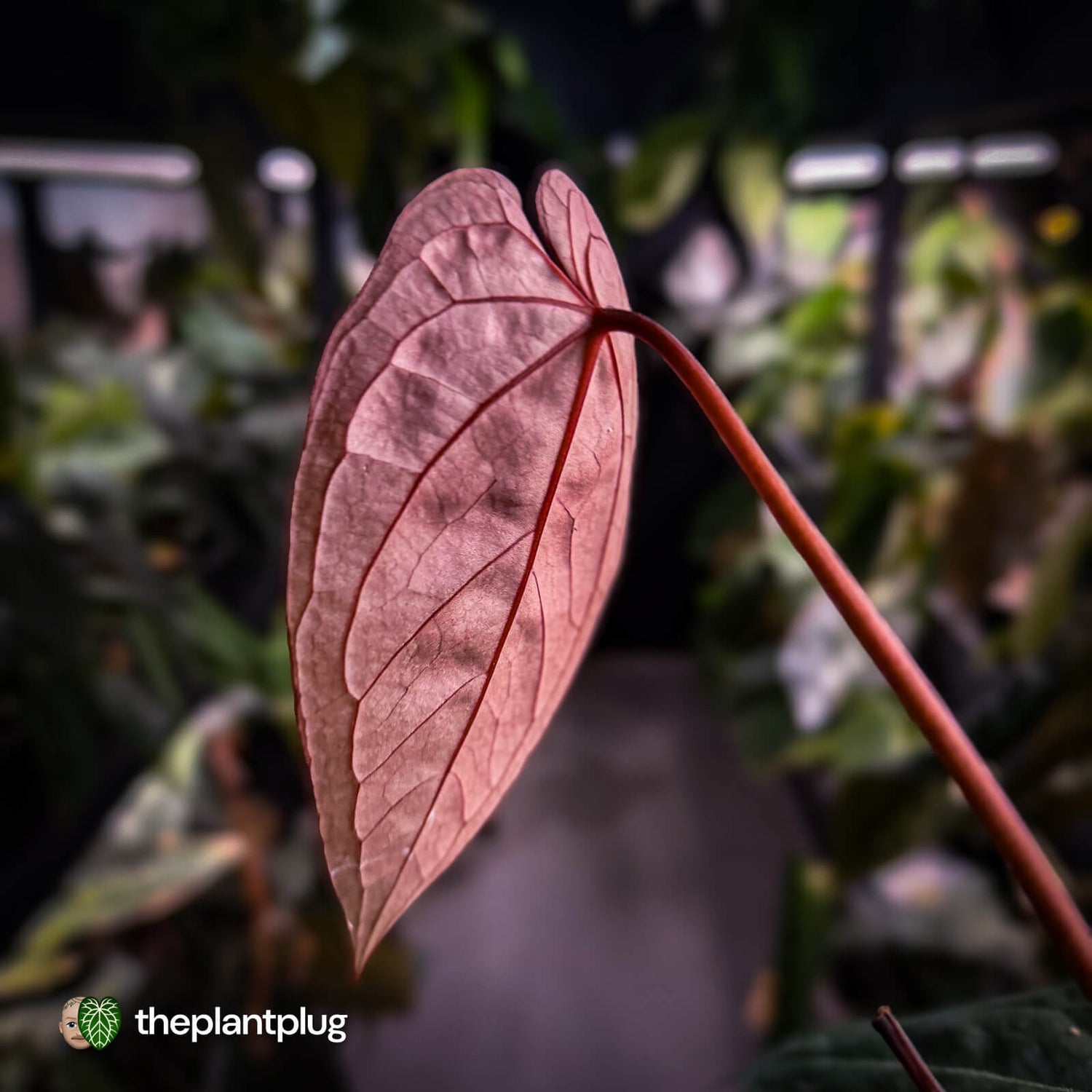 Anthurium 'BVIT' x ('Black Widow' x 'Michelle') • select holdback