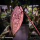 Anthurium 'BVIT' x ('Black Widow' x 'Michelle') • select holdback