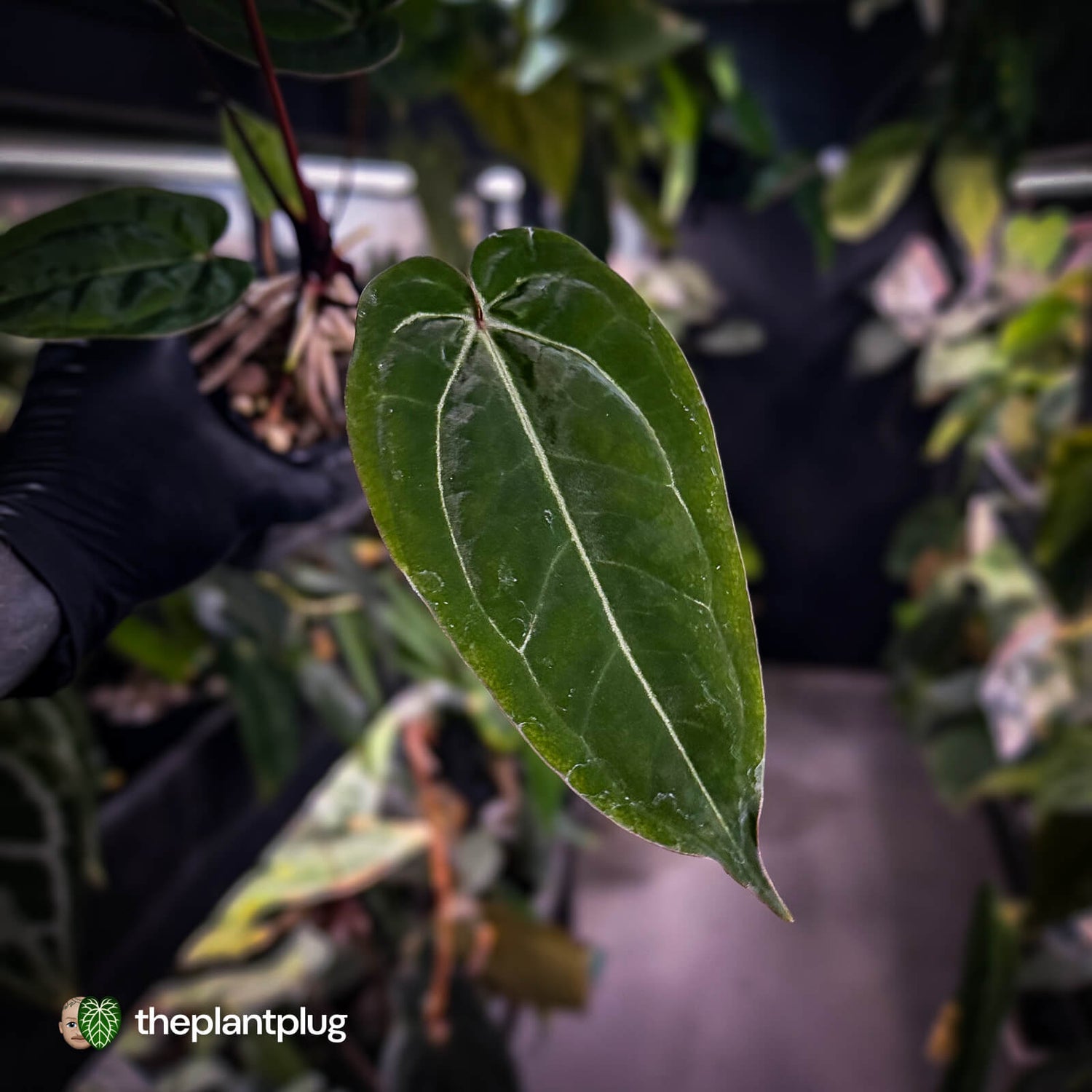 Anthurium 'BVIT' x ('Black Widow' x 'Michelle') • select holdback