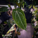 Anthurium 'BVIT' x ('Black Widow' x 'Michelle') • select holdback