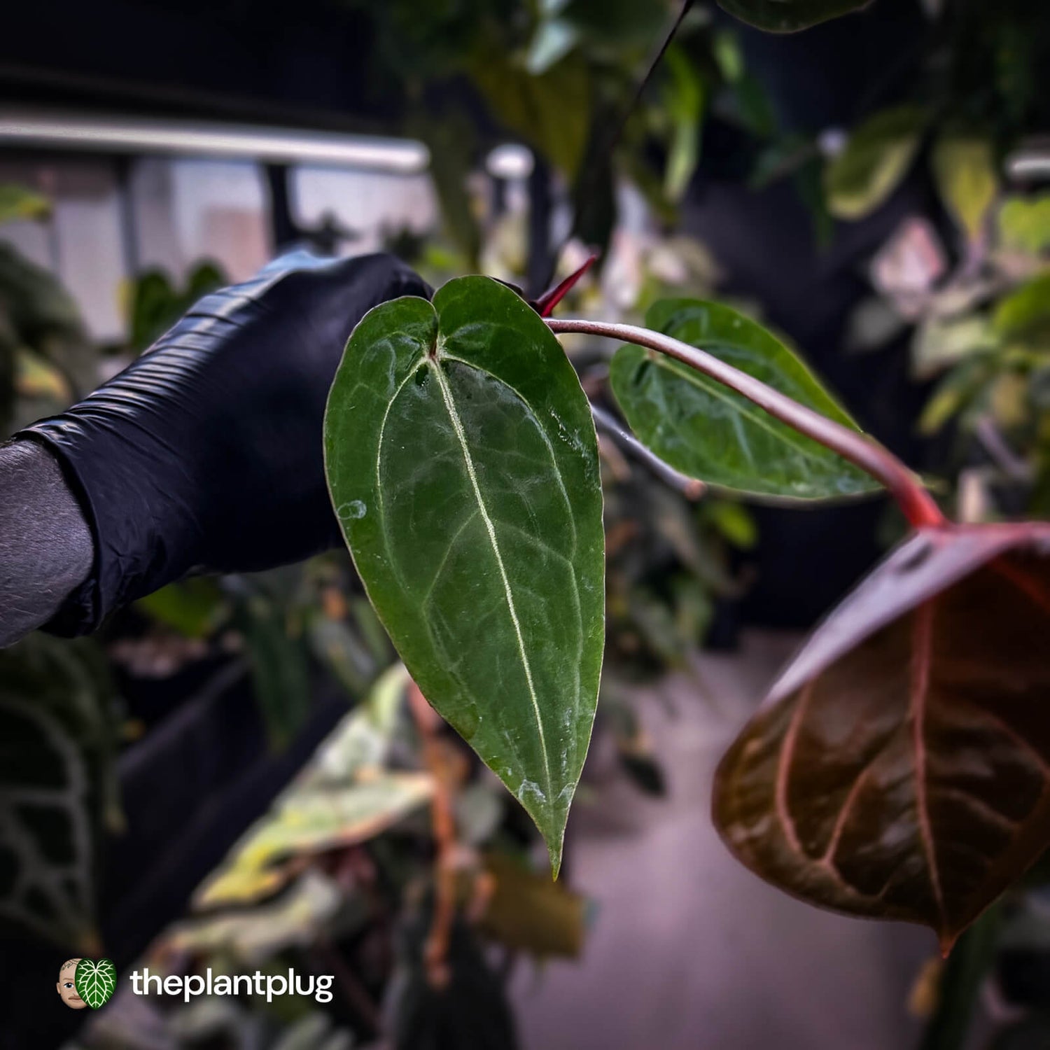 Anthurium 'BVIT' x ('Black Widow' x 'Michelle') • select holdback