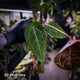 Anthurium 'BVIT' x ('Black Widow' x 'Michelle') • select holdback