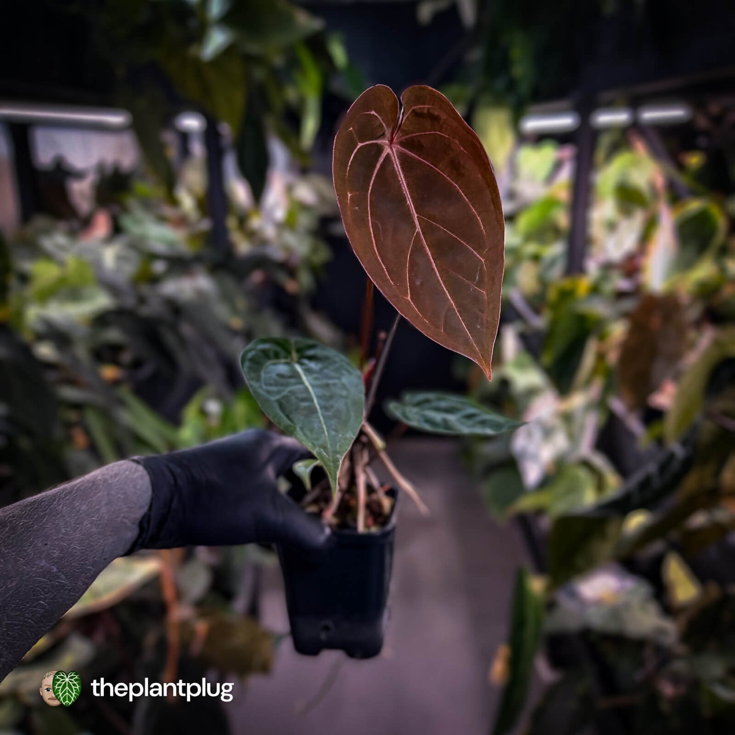 Anthurium 'BVIT' x ('Black Widow' x 'Michelle') • select holdback