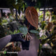 Anthurium 'BVIT' x ('Black Widow' x 'Michelle') • select holdback