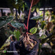 Anthurium 'BVIT' x ('Black Widow' x 'Michelle') • select holdback