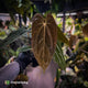 Anthurium (carla x antolakii) x ('Black Widow' x 'Michelle') • select holdback