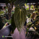 Anthurium (carla x antolakii) x ('Black Widow' x 'Michelle') • select holdback