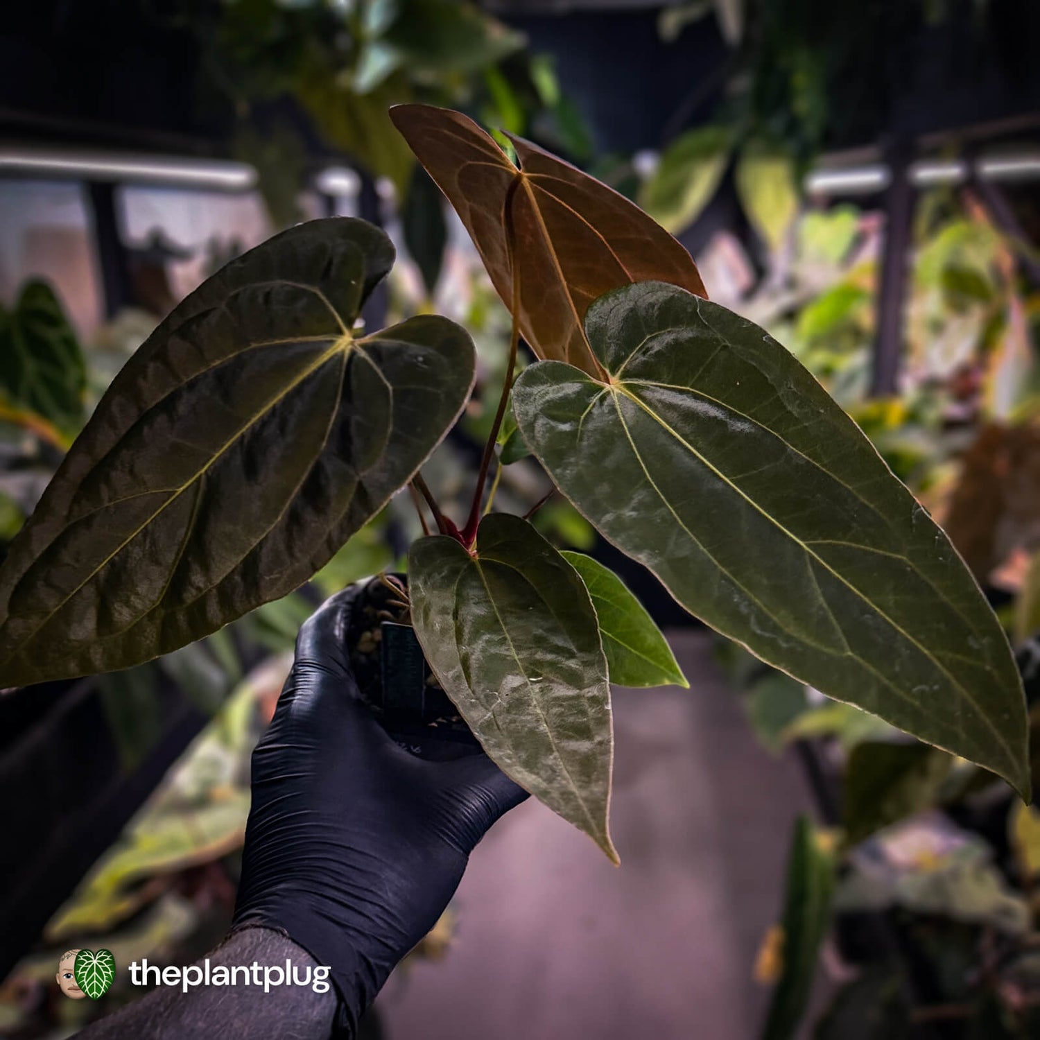Anthurium (carla x antolakii) x ('Black Widow' x 'Michelle') • select holdback