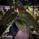 Anthurium (carla x antolakii) x ('Black Widow' x 'Michelle') • select holdback