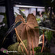 Anthurium (carla x antolakii) x ('Black Widow' x 'Michelle') • select holdback