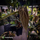 Anthurium (carla x antolakii) x ('Black Widow' x 'Michelle') • select holdback