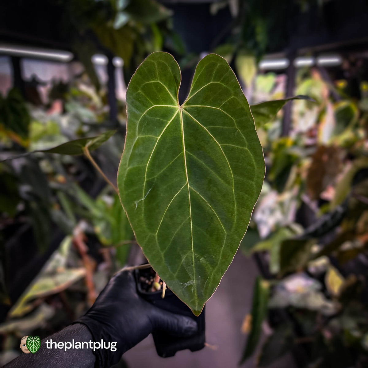 Anthurium besseae aff x kunayalense • mature plant