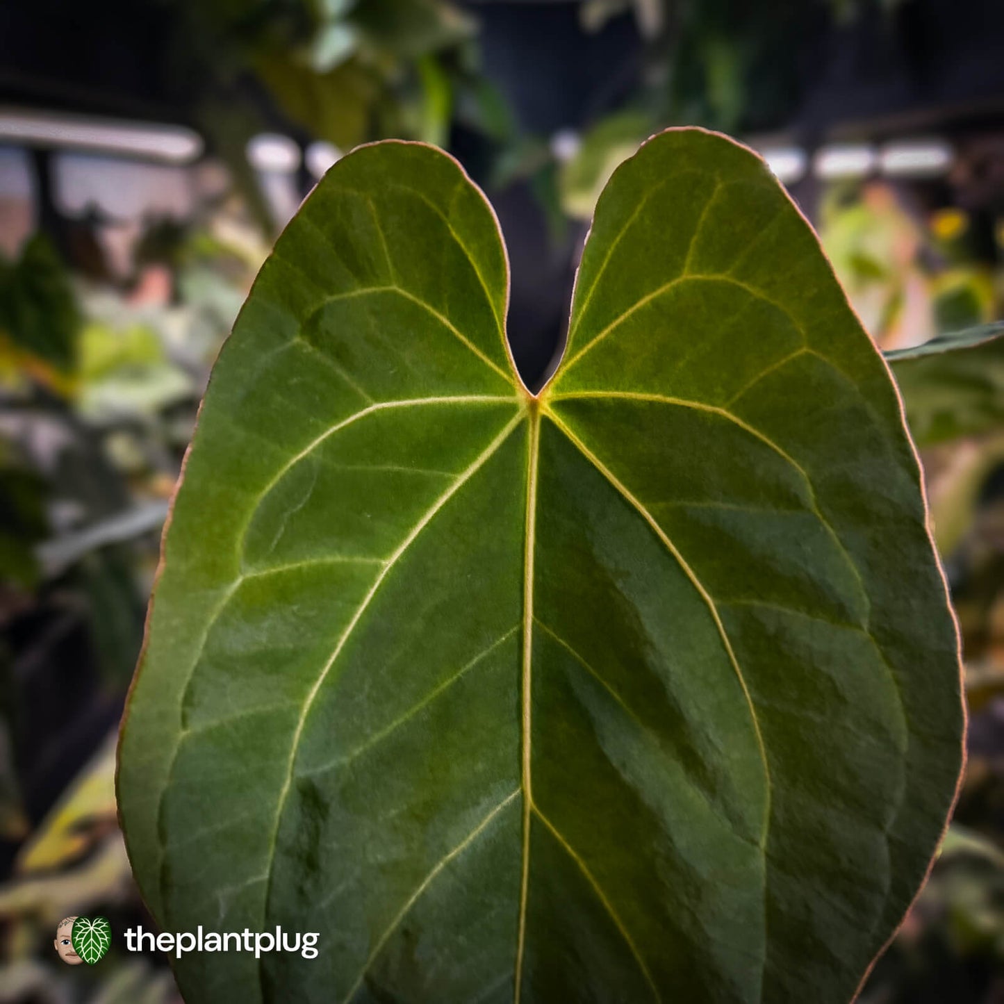 Anthurium besseae aff x kunayalense • mature plant
