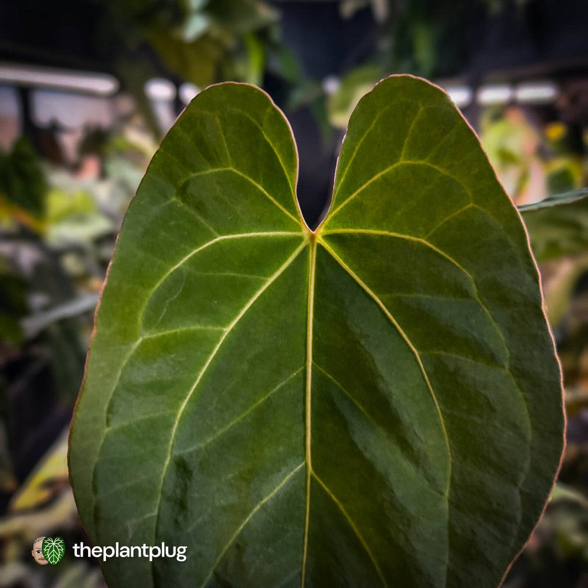 Anthurium besseae aff x kunayalense • mature plant