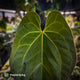 Anthurium besseae aff x kunayalense • mature plant