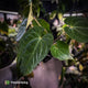 Anthurium besseae aff x kunayalense • mature plant
