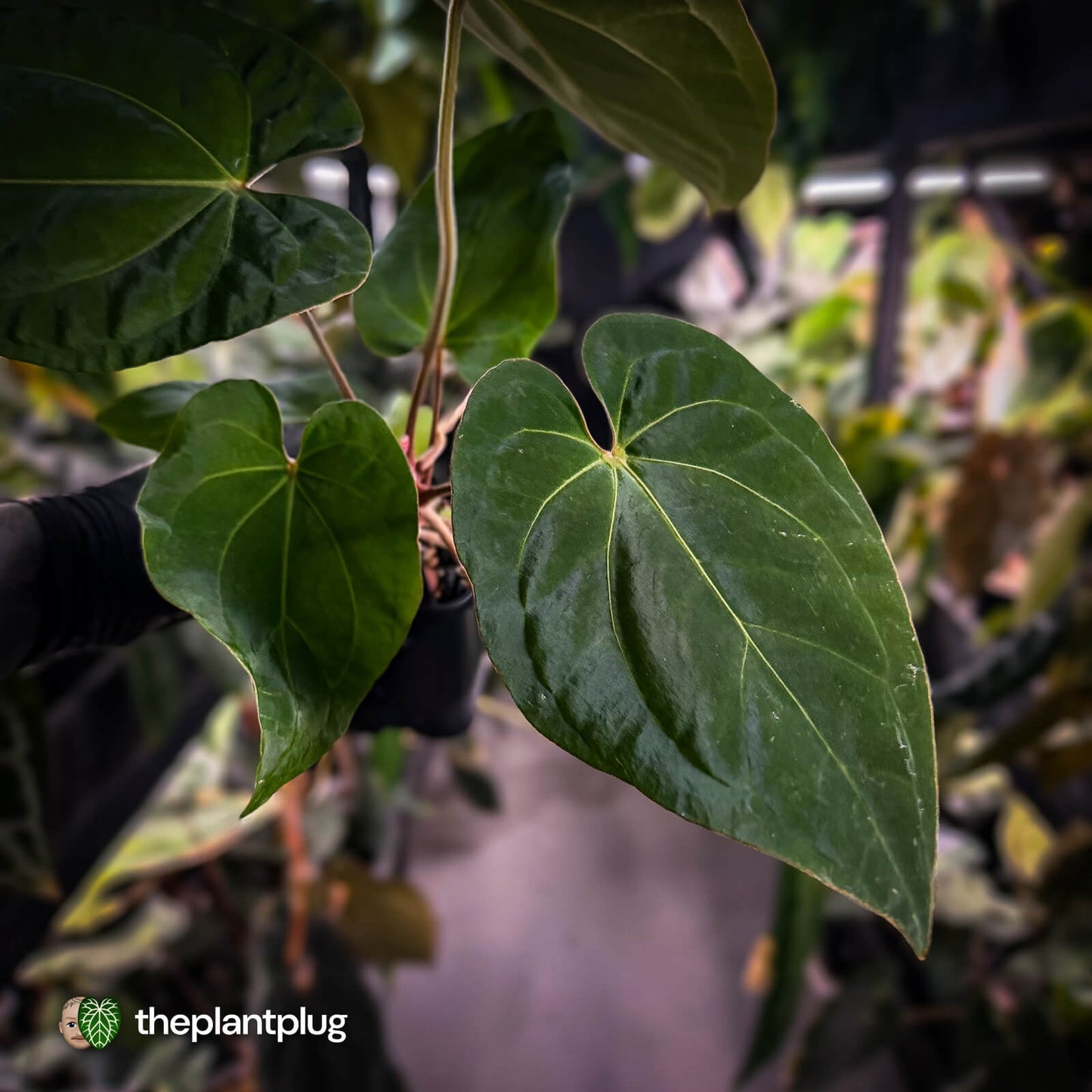 Anthurium besseae aff x kunayalense • mature plant