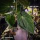Anthurium besseae aff x kunayalense • mature plant