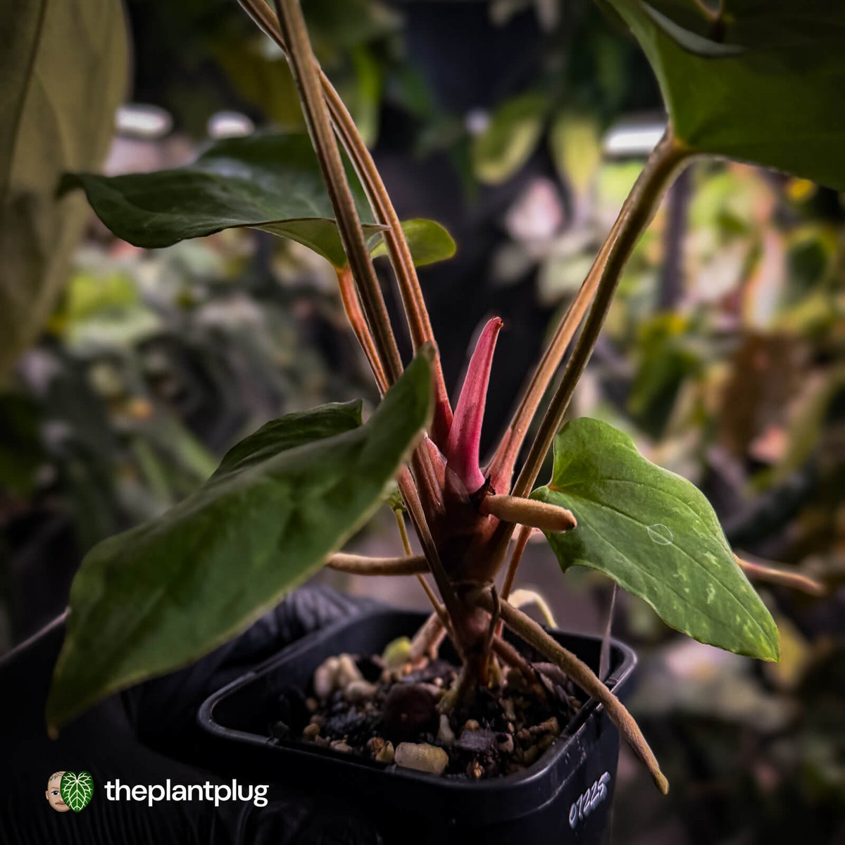Anthurium besseae aff x kunayalense • mature plant
