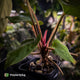 Anthurium besseae aff x kunayalense • mature plant