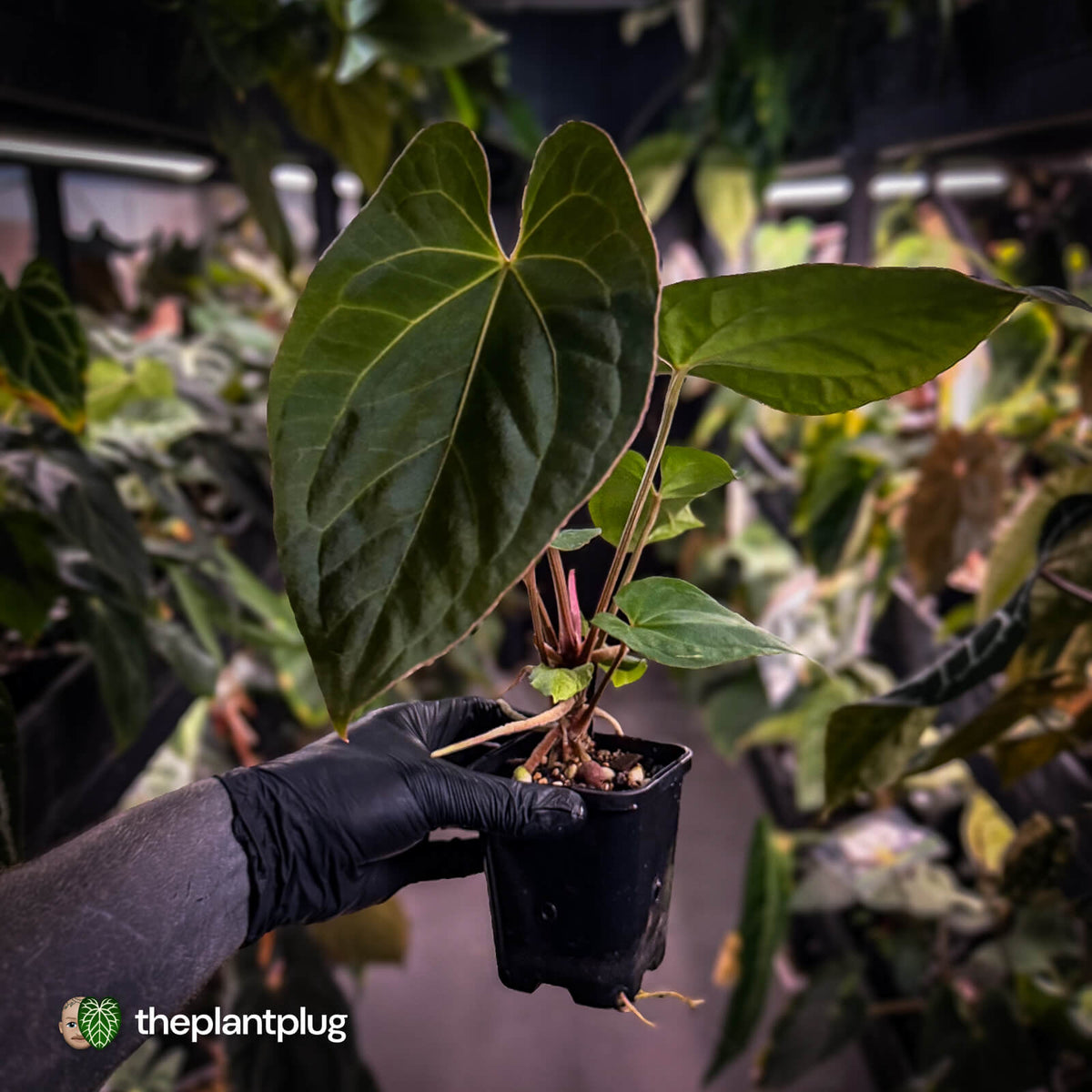 Anthurium besseae aff x kunayalense • mature plant