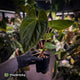Anthurium besseae aff x kunayalense • mature plant